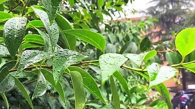 4K实拍夏季梅雨季节下雨雨水打在植物上视频的预览图